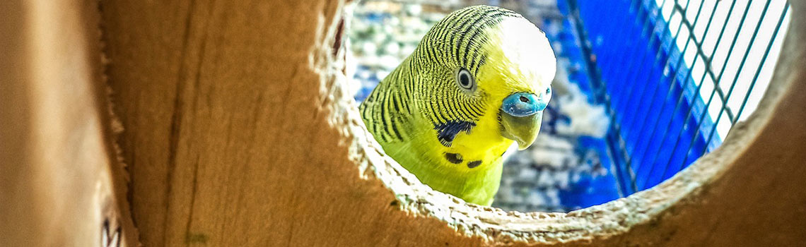 Bird Minding Dublin